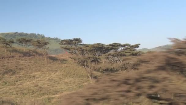 Aerial Volando Más Allá Exuberantes Bosques Acacias Verdes Que Crecen — Vídeo de stock
