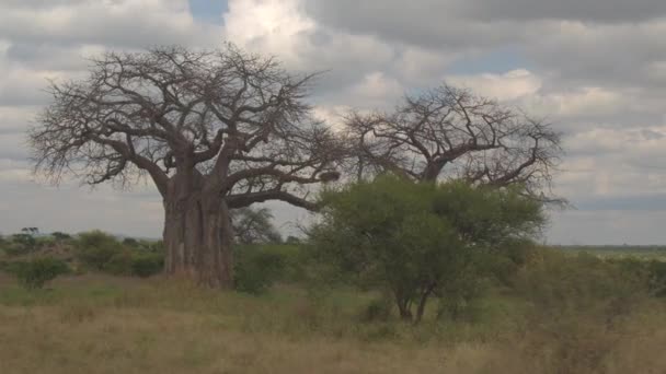 Cerrar Safari Juego Coche Con Vista Espectacular Hermosa Sabana Africana — Vídeo de stock