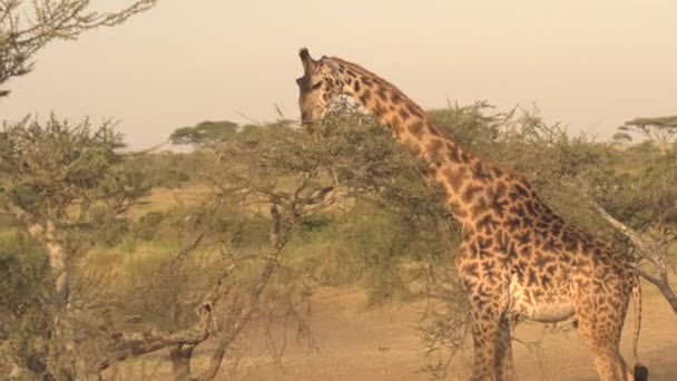 Chiudi Carino Alimentazione Giraffa Maschile Pascolo Foglie Verdi Baldacchino Albero — Video Stock