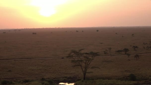 먼지가 사파리 비포장도로 극적인 새벽에 평원을 흐르는 Shortgrass 사바나 필드에 — 비디오