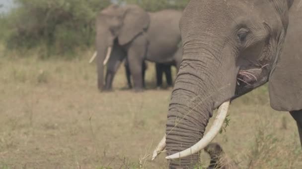 Chiusura Dof Magnifico Elefante Pascolo Sul Campo Mettendo Fiori Bocca — Video Stock