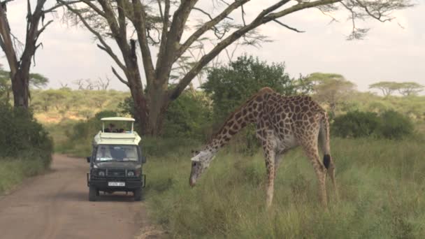 Serengeti Tanzania June 2016 Safari Jeep Viltdrift Stopper Støvete Veier – stockvideo