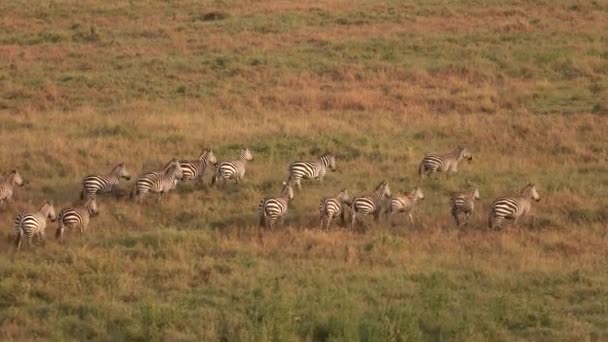 飞越大草原草原景观的大群斑马飞行 野生斑马在神奇的金色日落 在著名的塞伦盖蒂草原上 在广袤的草地上奔跑 — 图库视频影像