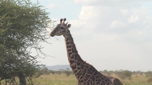 Cloudless 하늘에 기린의 가까이 초상화 스러운 Giraffa 근처와 아카시아 캐노피 — 비디오