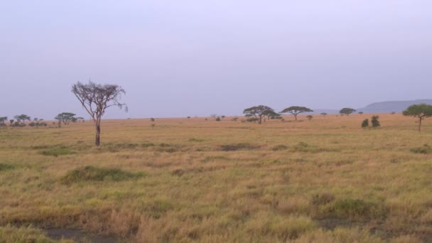 Aerial Fechar Voando Perto Acima Campo Pastagem Savana Enlameada Rosa — Vídeo de Stock