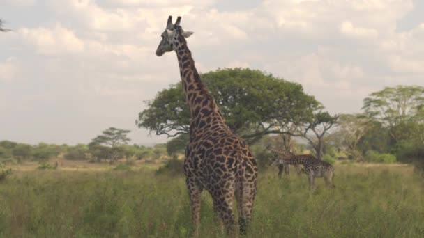 クローズ アップに警戒して 背が高く 立っている美しいキリンは新鮮な草を噛むとスポットの捕食者に右に左から頭を回します 広大なサバンナの大草原アカシア森林フィールド放牧 Giraffas — ストック動画