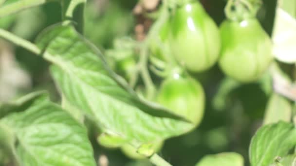 Close Dof Jonge Groene Inlandse Tomatenplant Groeit Topconditie Tuinbouw Kas — Stockvideo