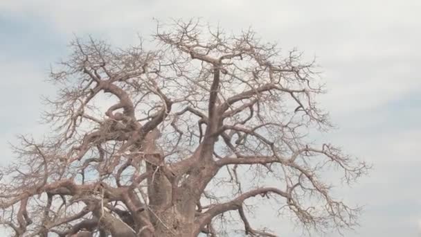 Fermeture Canopée Tordue Branches Rampantes Écorce Rugueuse Sur Grand Baobab — Video