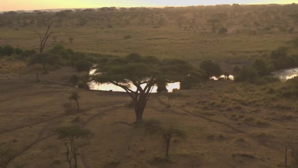 Aerial Flying Big Herd Wild Hippos Bathing Small Muddy Waterhole — Stock Video