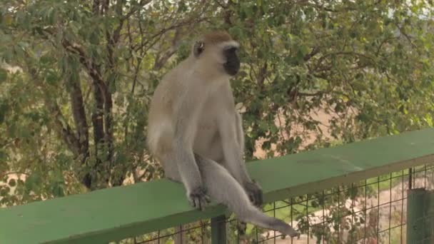 Cerrar Lindo Mono Vervet Africano Sentado Barandilla Observando Los Alrededores — Vídeo de stock