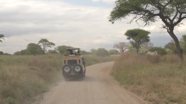 タランギレ タンザニア 2016 メンテナンス トラックで乾燥したアフリカの森林に達する植物 巨大なバオバブ 緑豊かな緑のアカシアの木が美しいサファリ ジープ ゲームを駆動を介して観光客を渡す — ストック動画