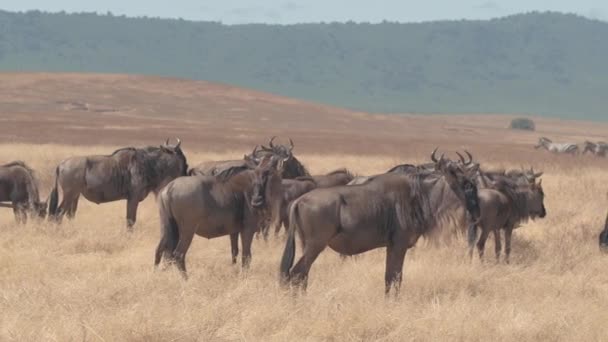 一群可爱的牛羚和斑马在美丽的恩戈罗恩戈罗保护区的广袤干旱的大草原草原田野里放牧 Safari 吉普车在游戏驱动器驾驶过去 — 图库视频影像