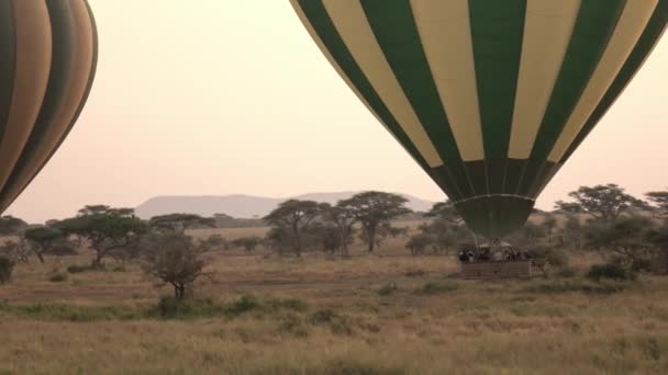 Antenn Närbild Hot Piloter Styrning Safari Air Ballonger Stigande Stiga — Stockvideo