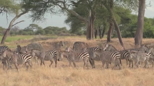 Close Kudde Wilde Zebra Verzamelen Schaduw Van Weelderige Groene Acacia — Stockvideo