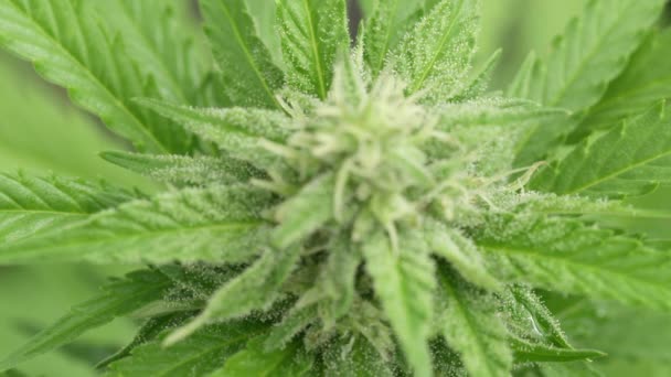 慢动作 自由度 新鲜绿色医疗大麻花的细节创建雌蕊 柱头和毛状的大芽 含有大量的大麻酚和大麻的晶体 — 图库视频影像