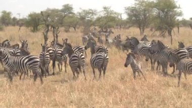Yakın Up, anteni: Otlatma, sevinçle çalışan ve geniş kurak Afrika savana otlak ve akasya oynamaya ovaları Zebras şirin büyük aile çevresinde uçan Serengeti oyun rezerv çarpıcı ormanlık