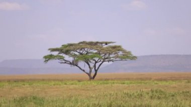 Hava: Pitoresk Afrika sahne ve solitaire akasya ağacı görkemli üzerinde duran sonsuz savannah otlak ortasında büyük açık alan. Nefes kesen Serengeti ovaları güzel güneşli bir günde