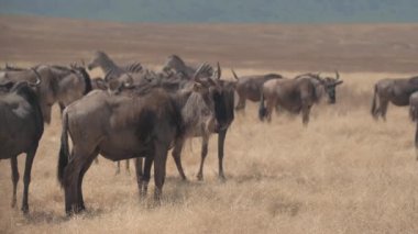Yakın: Muhteşem büyük yıllık antilop ve zebra geçişinde Tanzanya Ngorongoro krateri. Hayvanlar Afrika savana vahşi aracılığıyla diğer ülkelere uzun yolculuğa başlamak için sürüler halinde gruplandırma