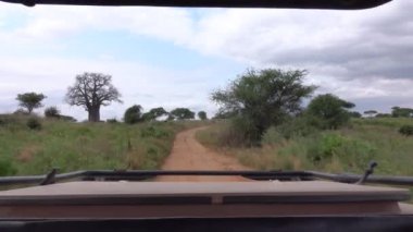 Fpv yakından: Safari jeep oyunu güzel kurak Afrika woodland kirli yolda toz bulutu bırakarak ile turistler sürüş. Güzel ulaşmak bitki örtüsü, güçlü baobabs, yemyeşil yeşil akasya ağaçları