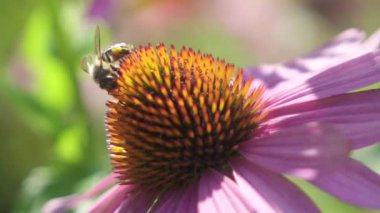 Makro, ağır çekim, Dof: Çalışkan tatlı nektar ve polen toplama ve çarpıcı güneşli yaz gününde inanılmaz doğal bahçe içinde güzel mor çiçek çiçek pollinating arı Evcil.