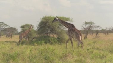 Yakın: yetişkin ve genç erkek zürafalar birlikte vahşi üzerinde büyük dışarı asılı savannah otlak ormanlık ayakta uzun otların arasında çarpıcı güneşli inanılmaz Serengeti Milli Parkı içinde açmak