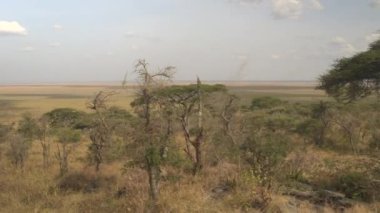 Yakın: Uzun kurak otların, düşük çalılar, güzel yeşil akasya ağaçları geniş savannah otlak orman büyüyen tepe yamaç cadısı sonsuz Düzülke uzanır. Afrika veld gün güneşli yaz