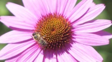 Makro, ağır çekim, Dof: tatlı nektar ve polen toplama, güneşli gün çarpıcı ve uçup şaşırtıcı doğal bahçe içinde güzel mor çiçek çiçek pollinating Evcil çalışkan arı