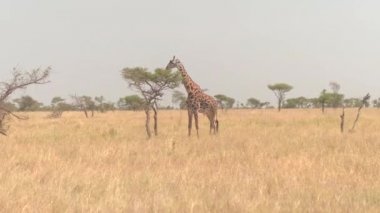 Hava, yakın: çok güzel yalnız bebek erkek zürafa yaprak yeşillik küçük akasya ağacı gölgelik muhteşem Serengeti ovada kuru açık savannah orman otlak kapalı yırtılma, yemek etrafında uçan