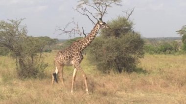 Yakın: şaşırtıcı güneşli yaz günü vahşi doğada yemyeşil büyümüş savannah bushland ve yeşil akasya ağacı woodland nefes alma Serengeti Milli Parkı içinde dolaşırken çok güzel genç masai zürafa