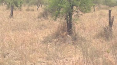 Yakın: gölge, Serengeti oyun rezerv sıcak güneşli bir günde savannah otlak woodland dikenli yapraklı akasya ağacı gölgelik altında uzun Kuru otların içinde yatarken serinlik tadını yalnız susuz dişi aslan
