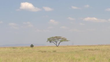 Muhteşem görünümü dikenli akasya ağacı duran sonsuz savannah otlak manzara Serengeti Milli Parkı içinde ortasında tek başına. Görkemli ağacı güneşli Afrika açık mavi gökyüzü altında büyüyen