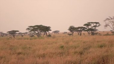 Kadar yakın, hareket geriye dönük: Sessiz puslu Afrika vahşi hayat, doğal sonsuz Serengeti ovaları, yemyeşil savana otlak ve kuru açık akasya woodland Altın ışık sabahı erken muhteşem sahne