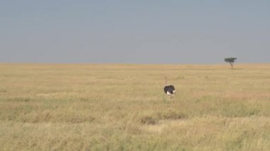 Yakın: Solitaire erkek Afrikalı devekuşu doğal ortamda açık savannah otlak alanda uzun kuru çayırda vahşi doğada, Serengeti, Tanzanya güzel güneşli günde dolaşım pembe boyun ile