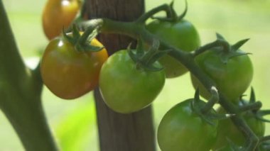 Dof yakından: Küçük dal güzel organik bahçecilik sera bahçe ev dikilen domates bitki üzerinde çok sayıda güzel yeşil ve turuncu domates olgunlaşma teslim. Şaşırtıcı değil olgunlaşmış meyve