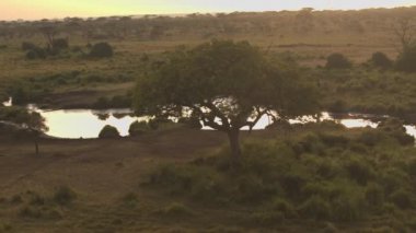 Hava yakın: nehir distributary ve küçük çamurlu su birikintisinin Afrika savana vahşi üzerinde uçan. Güneş batımında Serengeti ovaları çarpıcı rüya gibi altın ışık su yüzeyine yansıtan
