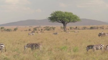 Hava yakın: küçük aile otlatma içinde güzel vahşi zebralar yaygın büyük Afrika savana otlakta, dinlenme ve büyük ateş ağaç gölgelik ünlü Serengeti ovada gölgesinde aşağı soğutma
