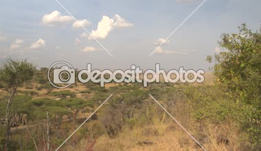Muhteşem Düzülke peyzaj Serengeti Milli Parkı, yeşil akasya ağacı orman ve hiç bitmeyen savannah otlak ovalar. Turistler safari jeep Afrika genelinde seyahat gezi yolculuğa