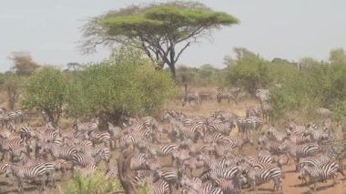 Hava, yakın: büyük güzel sürünün uçan vahşi zebralar ve sevimli yavru üzerinde tozlu otlatılması savannah bushland ıssız ve akasya woodland sıcak güneşli yaz gününde Tanzanya, Afrika ağacı