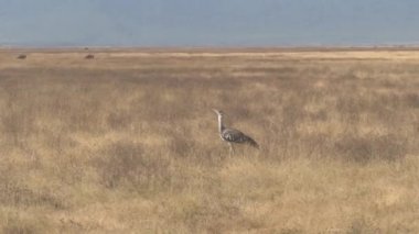 Hava, yakın Up: En büyük uçan kuş Afrika - ayakta ve geniş kurak savannah çayır nefes kesen Ngorongoro milli park alanında doğal ortamlarında yiyecek arama güzel vahşi Kori damla