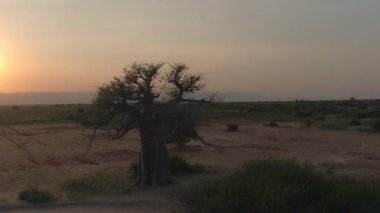 Hava yakın: kurak Afrika savana güzel Tarangire Milli Parkı'nda düzlükleri üzerinde çarpıcı büyük eski baobab ağacının etrafında uçan. Altın gün batımında arka planda dağlar ile pitoresk manzara