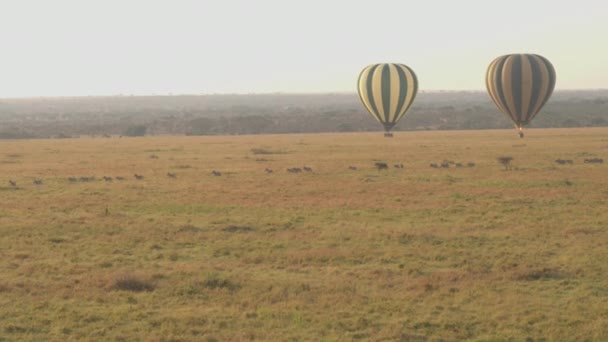 在非洲荒野的塞伦盖里美丽的大草原平原上漂浮着热气球旅行的游客 野斑马在美丽的金色阳光明媚的清晨在地面上行走 — 图库视频影像