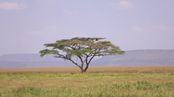 Aereo Paesaggio Pittoresco Africano Solitario Acacia Piedi Maestosamente Grande Campo — Video Stock
