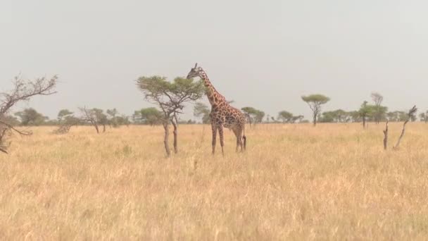 Aerial Cerrar Volando Alrededor Adorable Jirafa Macho Solitario Infantil Comiendo — Vídeos de Stock