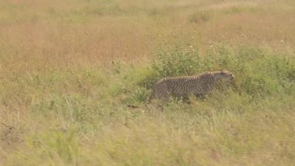 FERMER : Guépard sauvage se cachant dans l'herbe haute sur un champ ouvert dans une prairie luxuriante de savane de veld. Les touristes en jeep safari sur le voyage passionnant de conduite de jeu à travers la véritable nature sauvage africaine en Tanzanie 