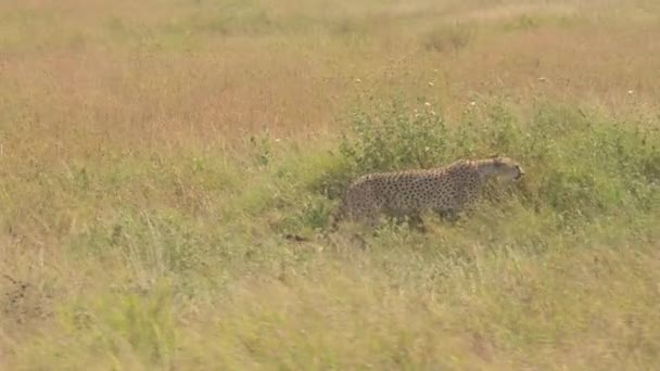 Fermer Guépard Sauvage Cachant Dans Herbe Haute Sur Champ Ouvert — Video