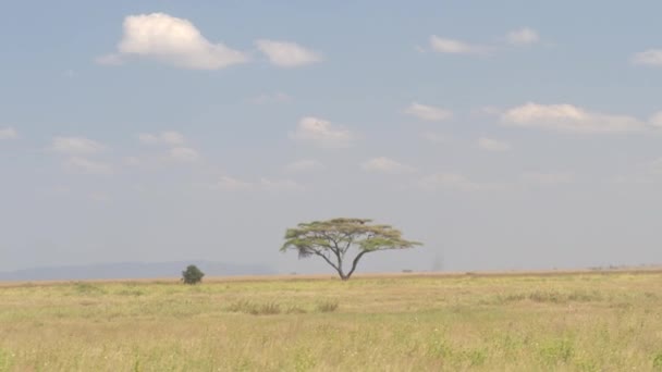 Vue Spectaculaire Acacia Épineux Debout Seul Milieu Paysage Prairies Savane — Video