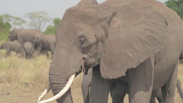 Close Dof Prachtige Moederolifant Veld Verweiding Gras Aanbrengend Mond Met — Stockvideo