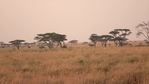 Close Przenoszenie Tyłu Spektakularnej Scenerii Cichy Mglisty Afrykańskiej Pustyni Malownicze — Wideo stockowe