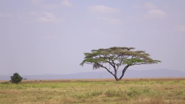 Aerial Pintoresco Paisaje Africano Acacia Solitaria Pie Majestuosamente Gran Campo — Vídeo de stock