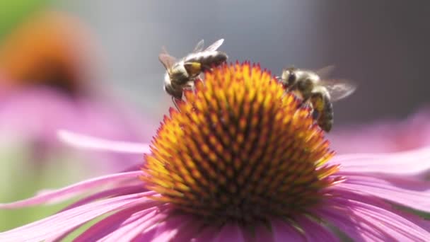 慢动作 自由度 在阳光明媚的夏日 辛勤的驯养蜜蜂采集甜美的花蜜和花粉 授粉美丽的紫色花朵在惊人的自然花园里 — 图库视频影像